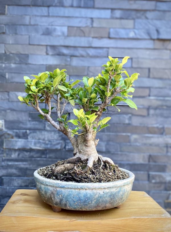 Ginseng ficus bonsai
