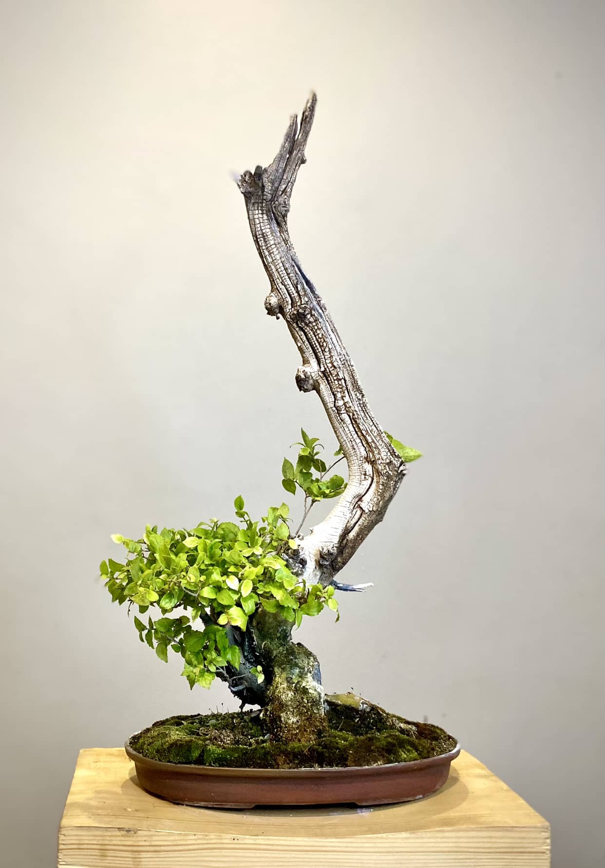 White Stinkwood ( Celtis africana) Mooi
